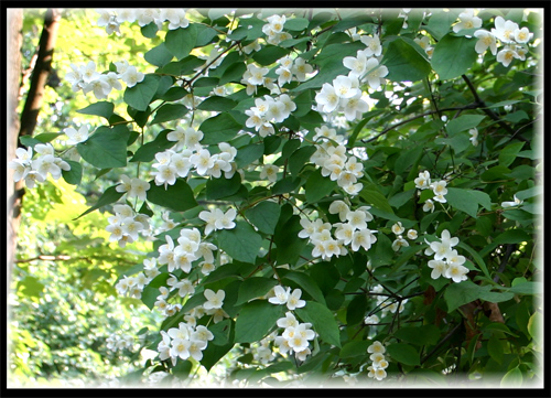 1160761680 i 5428 full